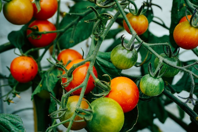 come-coltivare-i-pomodori