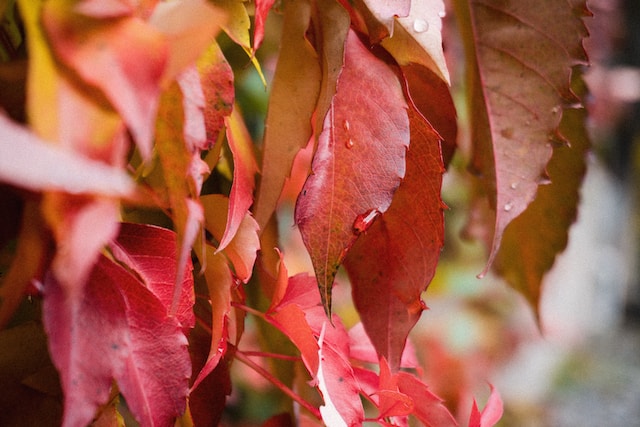 5-colori-di-tendenza-per-l-autunno-2023