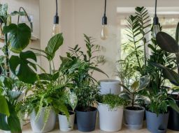 5-piante-che-depurano-la-casa
