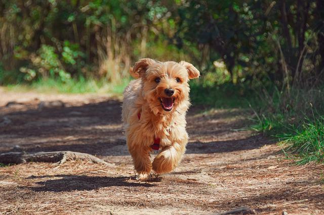 Dog Breeds