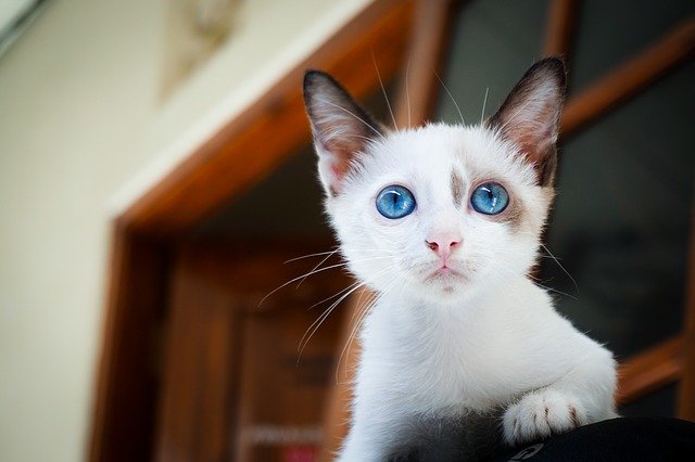 romeo-giulietta
