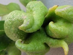 i-5-piu-strani-frutti-mutanti