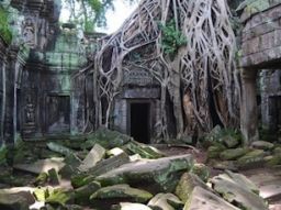 i-5-alberi-piu-strani-sulla-terra