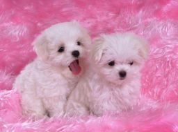 le-5-razze-canine-piu-intelligenti