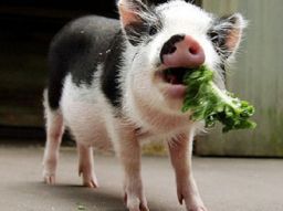 i-5-animali-domestici-piu-strani